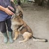 Max, schöner Rüde sucht neues Zuhause
