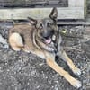 Max, schöner Rüde sucht neues Zuhause