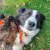 Enzo - sanftes Herz sucht ruhigen Hafen