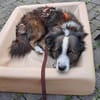Enzo - sanftes Herz sucht ruhigen Hafen