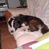 Enzo - sanftes Herz sucht ruhigen Hafen