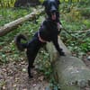Hanuta ist eine zarte Prinzessin 🐾