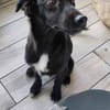 Hanuta ist eine zarte Prinzessin 🐾