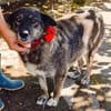 Lulu, freundliche Hündin sucht Familie