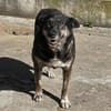 Lulu, freundliche Hündin sucht Familie