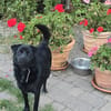 Lieber Anton