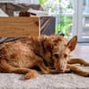 Strubbel Podenca Zuma sucht ihr Zuhause