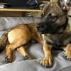Schenkst du Pumba ein Zuhause?