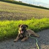 Schenkst du Pumba ein Zuhause?