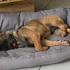 Schenkst du Pumba ein Zuhause?