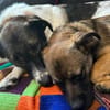 Schenkst du Pumba ein Zuhause?