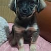 Nina, suche liebevolle Hände für immer