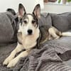 Sportliche Nala sucht ihre Familie !