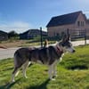 Sportliche Nala sucht ihre Familie !