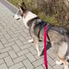 Sportliche Nala sucht ihre Familie !