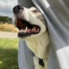 Sportliche Nala sucht ihre Familie !