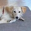 Toller Familienhund