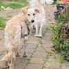 Toller Familienhund