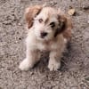 Nunu, kleiner Mann sucht Zuhause