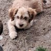 Nunu, kleiner Mann sucht Zuhause