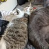 Pebbles & Ron suchen zusammen