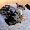 LITTLE RESI - zuckersüße Maus
