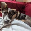 Xami💖 Kuscheliges Körbchen  gesucht