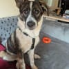 Xami💖 Kuscheliges Körbchen  gesucht