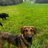 Kayo -zur Pflege in 23701 Bockholt-