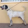 LUCHO (Maria)