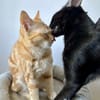 BAGHEERA & ALOHA