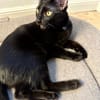 BAGHEERA & ALOHA