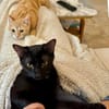 BAGHEERA & ALOHA