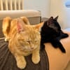 BAGHEERA & ALOHA