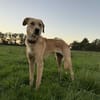 Pollux