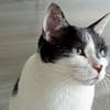Félix