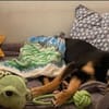 Sportliche PIPPA sucht liebes Zuhause