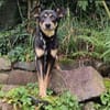 Sportliche PIPPA sucht liebes Zuhause