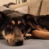 Sportliche PIPPA sucht liebes Zuhause