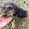 Zoe - verschmust und freundlich - in DE