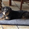 Zoe - verschmust und freundlich - in DE