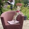 Stella in 40668 Meerbusch