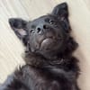 🐾 Ringo sucht sein Zuhause fürs Leben🐾
