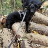 🐾 Ringo sucht sein Zuhause fürs Leben🐾