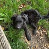 🐾 Ringo sucht sein Zuhause fürs Leben🐾