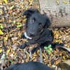 🐾 Ringo sucht sein Zuhause fürs Leben🐾