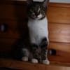 Katzenkind SUKI sucht ihr Zuhause!