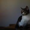 Katzenkind SUKI sucht ihr Zuhause!