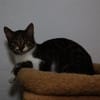 Katzenkind SUKI sucht ihr Zuhause!