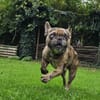 Heros1 sucht ein Zuhause